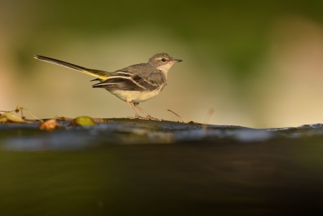 konipas horský (10)