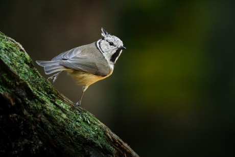 sýkora parukářka (27)