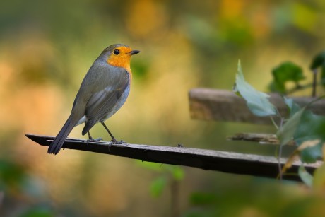 červenka obecná (14)