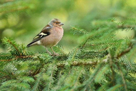 pěnkava obecná (12)