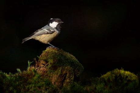 sýkora uhelníček (24)