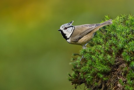 sýkora parukářka (29)