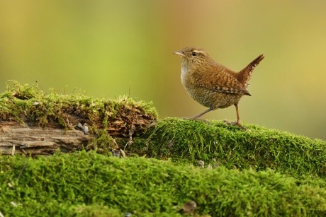 střízlík obecný (27)