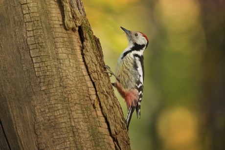 strakapoud prostřední (18)