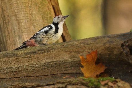 strakapoud prostřední (17)