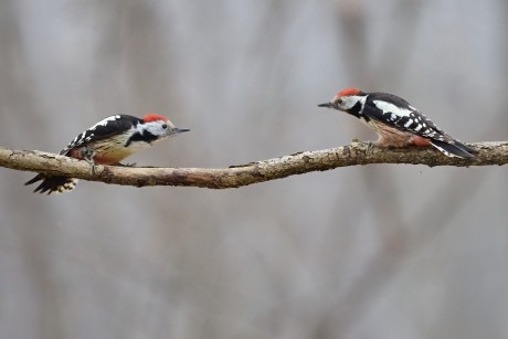 strakapoud prostřední (20)