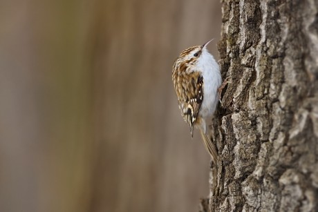šoupálek dlouhoprstý (31)