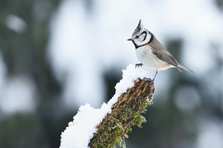 sýkora parukářka (30)