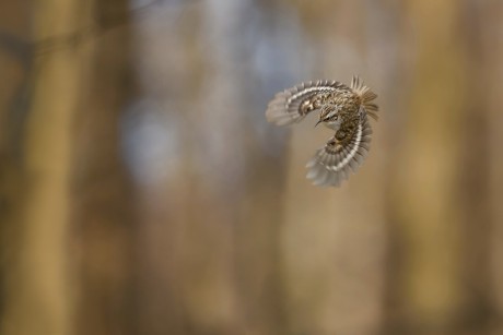 šoupálek dlouhoprstý (33)