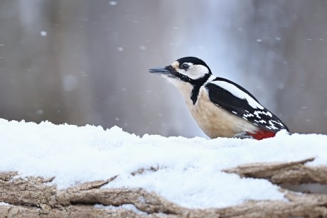 strakapoud velký (29)