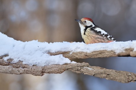 strakapoud prostřední (21)