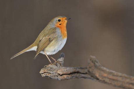 červenka obecná (15)