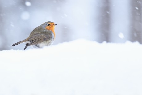 červenka obecná (17)