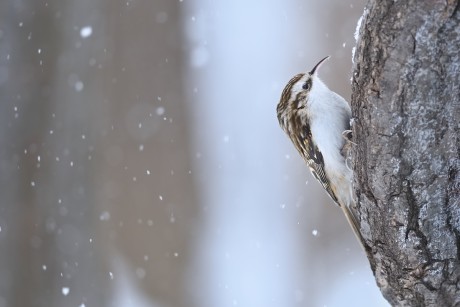 šoupálek dlouhoprstý (34)