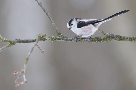 mlynařík dlouhoocasý (27)