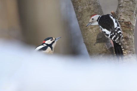 strakapoud velký a strakapoud prostřední (01)