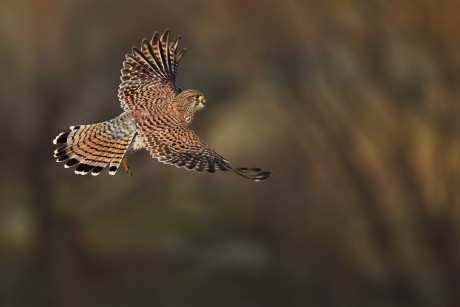 poštolka obecná (21)