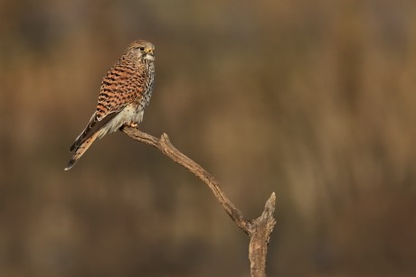 poštolka obecná (20)