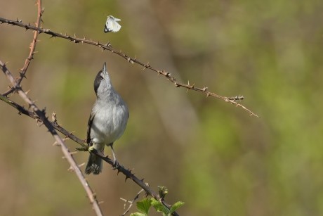 pěnice černohlavá (09)