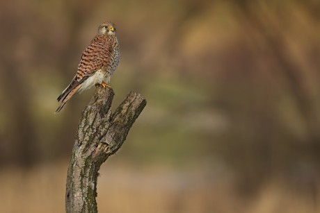 poštolka obecná (23)