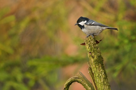 sýkora uhelníček (25)