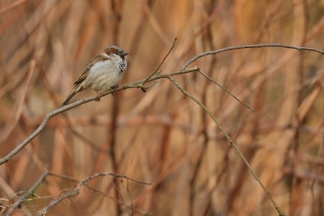 vrabec domácí (06)