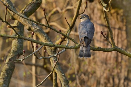 krahujec obecný (06)
