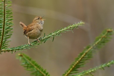 střízlík obecný (29)